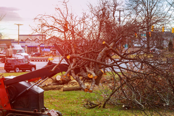 How Our Tree Care Process Works  in  Hazlehurst, MS