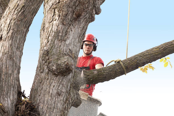 Professional Tree Services in Hazlehurst, MS